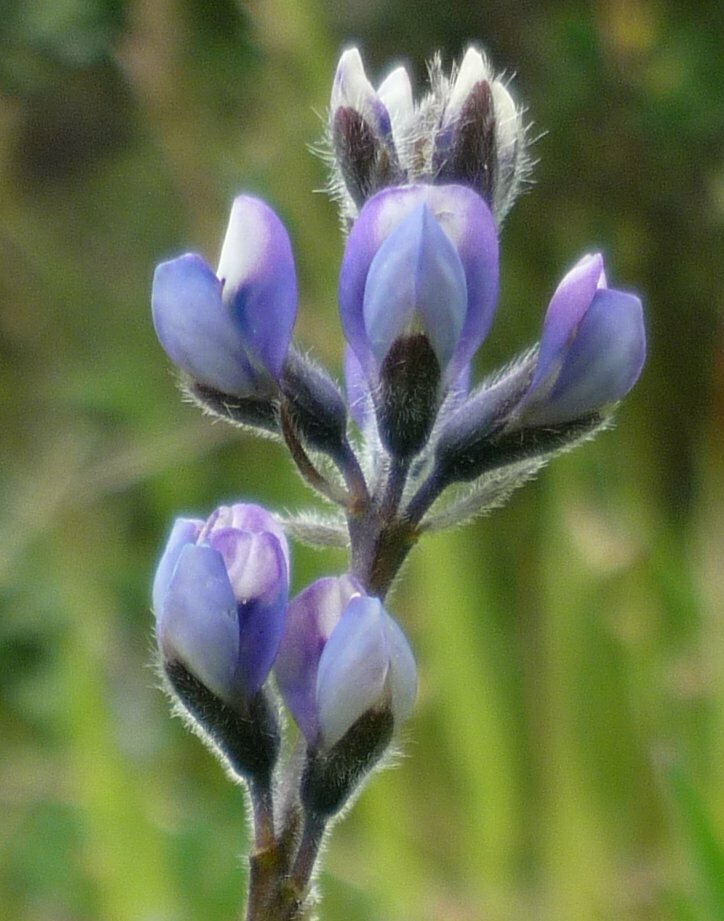 High Resolution Lupinus sp. Flower